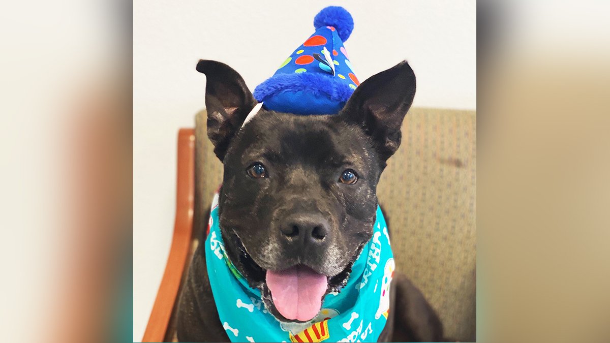 Dog Finds Home After 667 Days at California Shelter NBC Los Angeles