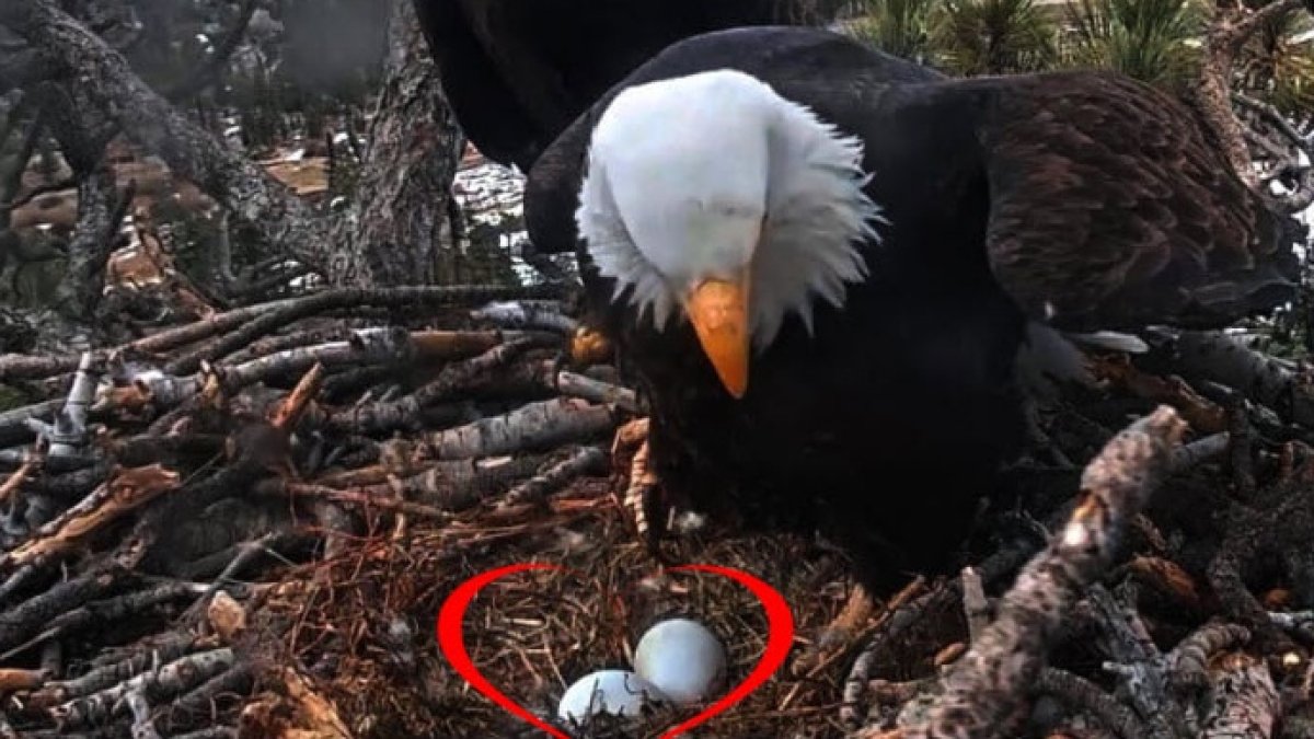 Big Bear bald eagle eggs expected to hatch soon; how to watch