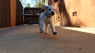 A Labrador retriever puppy romps in this undated photo.