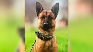 Fresno Police K-9 Argo, who was stabbed six times on Saturday, seen in this April 10, 2021 image. Argo was stabbed multiple times by a suspect but saved the life of an officer in the process, the city's police department said.