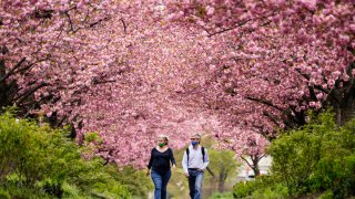 People wearing face masks as a precaution against COVID-19 walk beneath blossoming cherry trees along Columbus Boulevard in Philadelphia