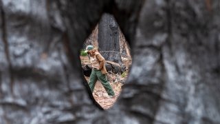 California Wildfires Resilient Redwoods