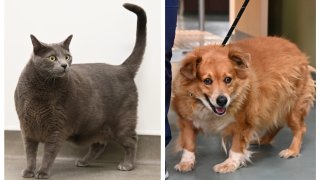 Left: Sebastian the cat. Right: Nalani the dog.