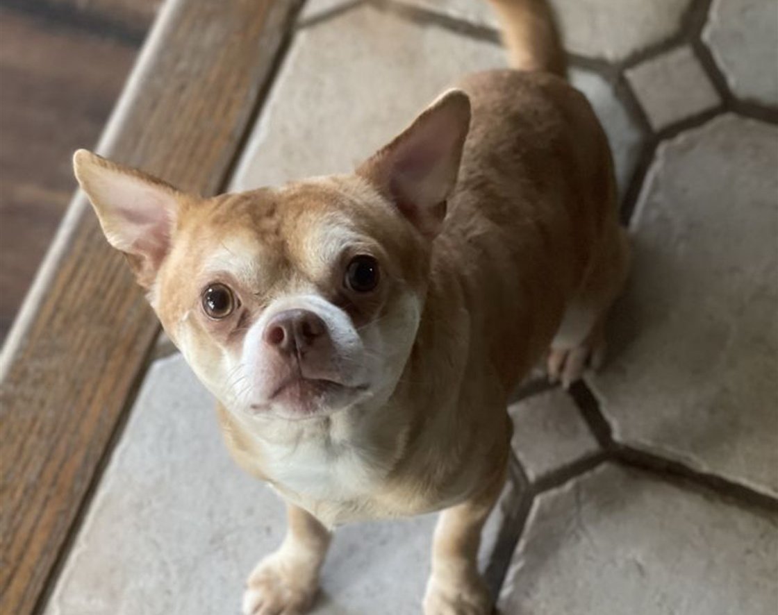 Prancer, the ‘Demonic’ Chihuahua That Went Viral, Finds His Forever