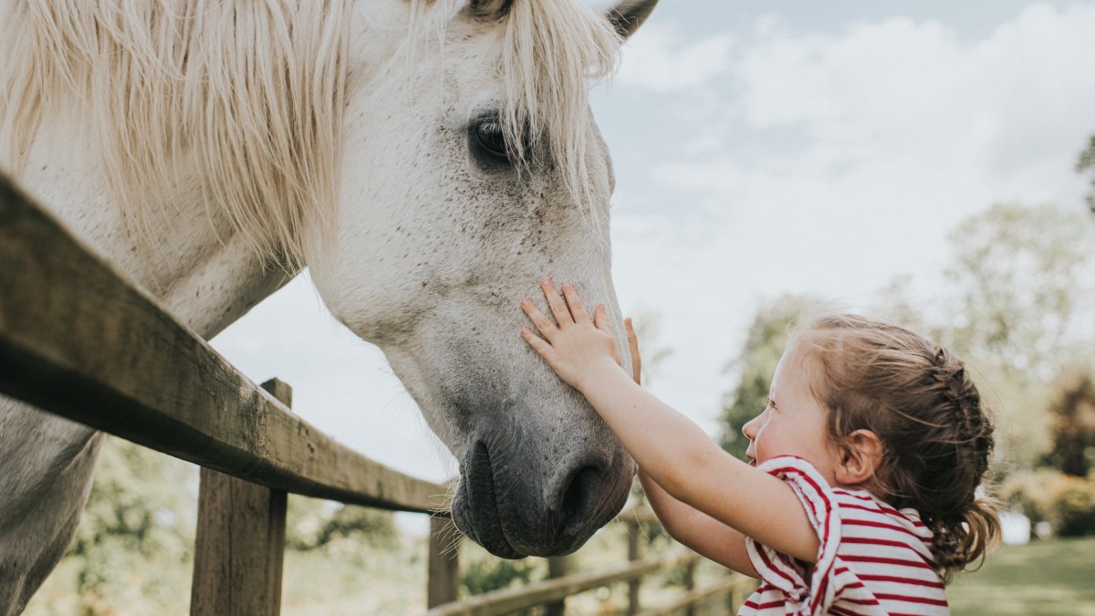 What Would You Name Your Racehorse? Try Our Name Generator - Vimarsana News