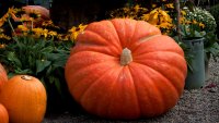 Autumn makes a springtime cameo at this pumpkin-themed garden event