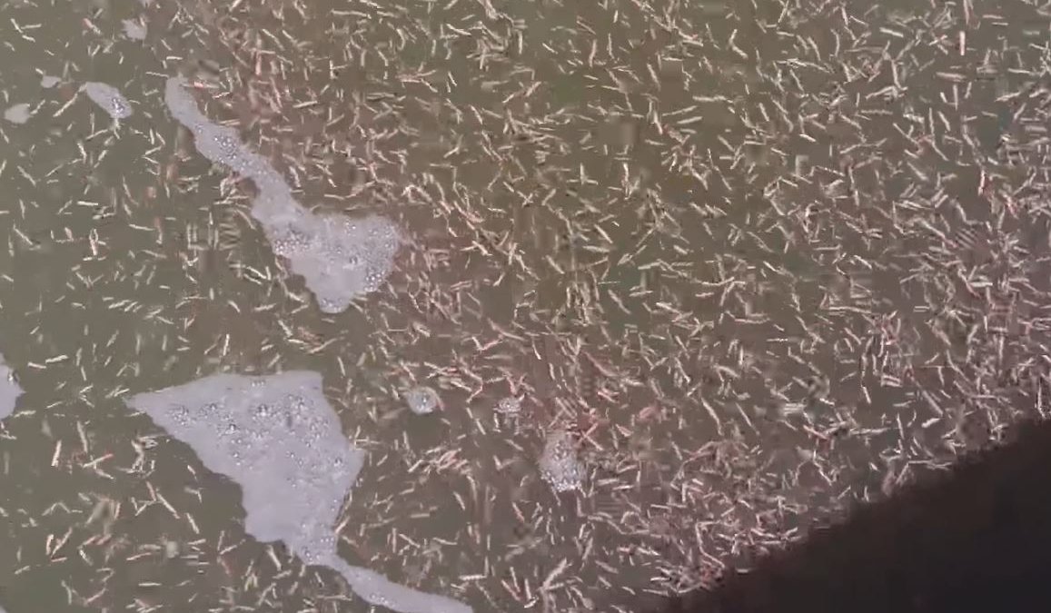 Thousands of HookJawed Marine Worms Swarm South Carolina Coast NBC