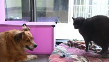 Nalani and Sebastian meet for the first time. They are respectful of their boundaries and enjoy each other's company.