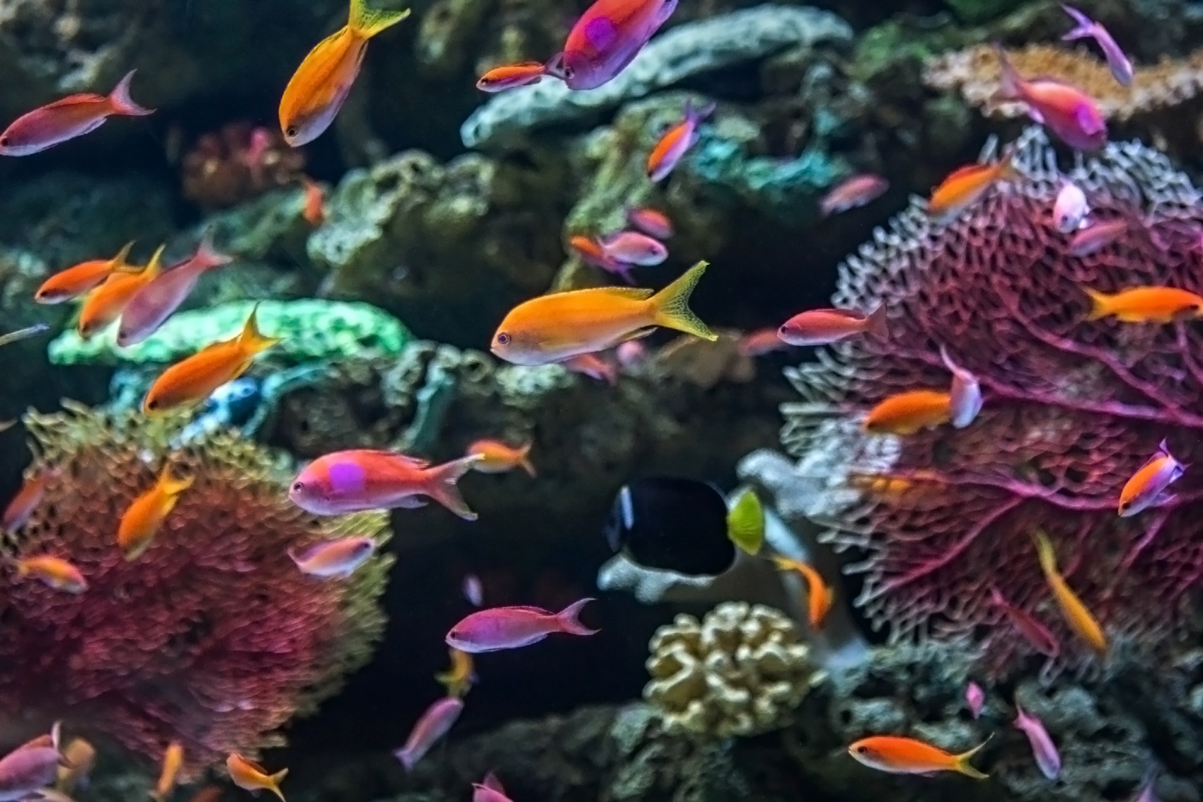 Coral Reefs Exhibit Relaunches In Long Beach – Nbc Los Angeles