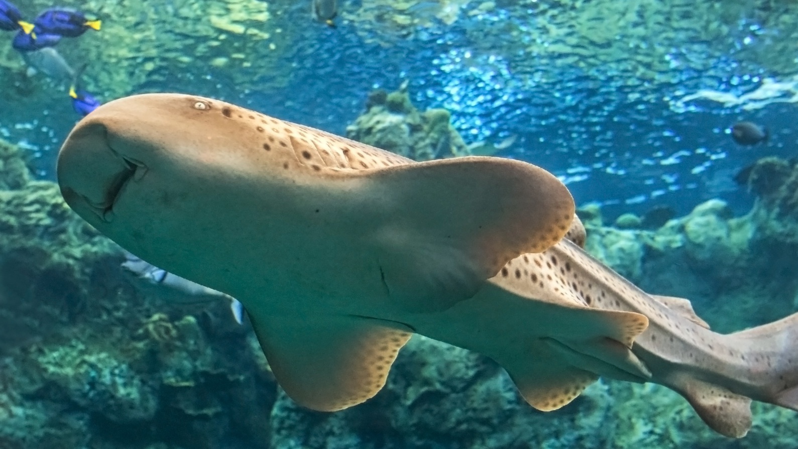 Coral Reefs Exhibit Relaunches in Long Beach – NBC Los Angeles