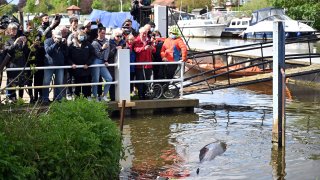 BRITAIN-WHALE-OFFBEAT