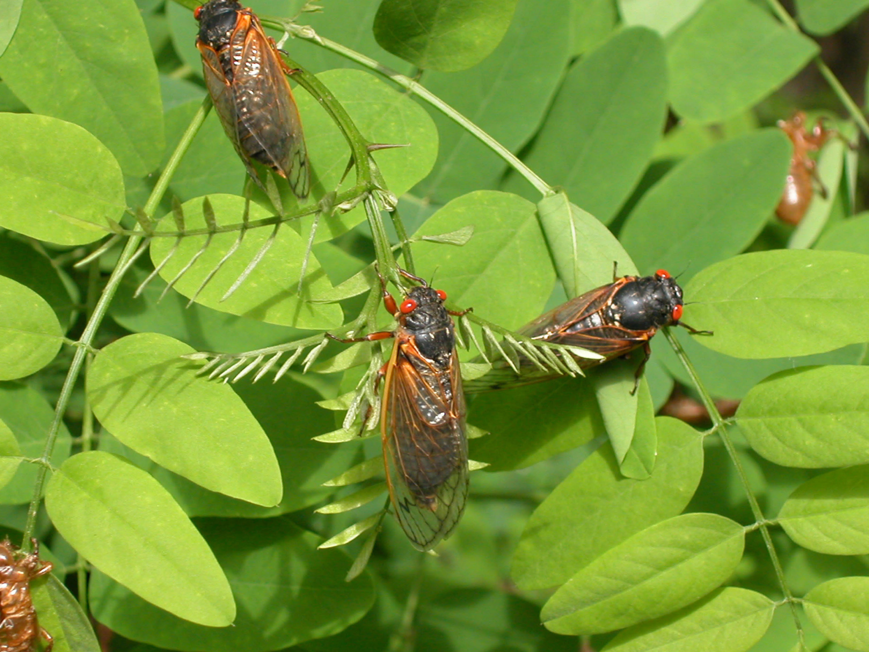How Long Will Brood X Cicadas Last? 17Year Cicada FAQ NBC Los Angeles