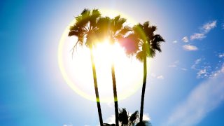 Palm trees are silhouetted against the sun