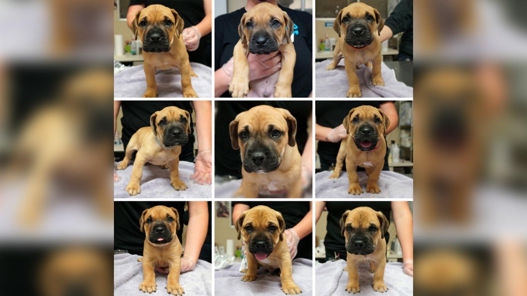 Rescued HoundMix Puppies Born Under Van Now Up for Adoption NBC Los