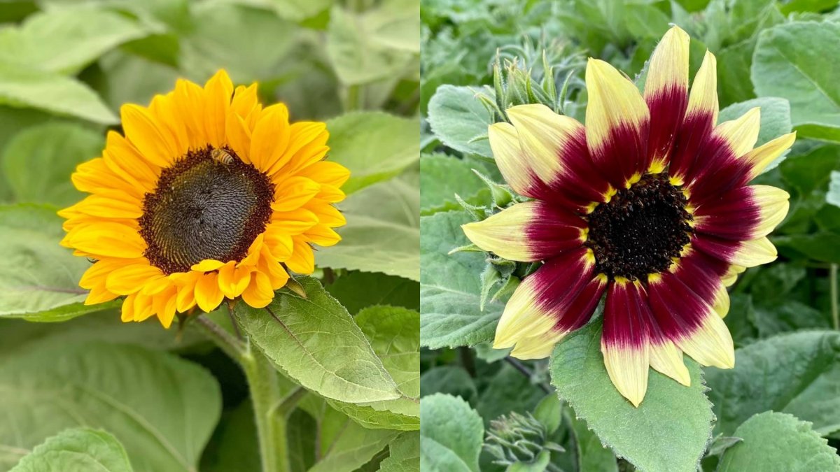 Sunflowers Are Blooming at Underwood Family Farms NBC Los Angeles