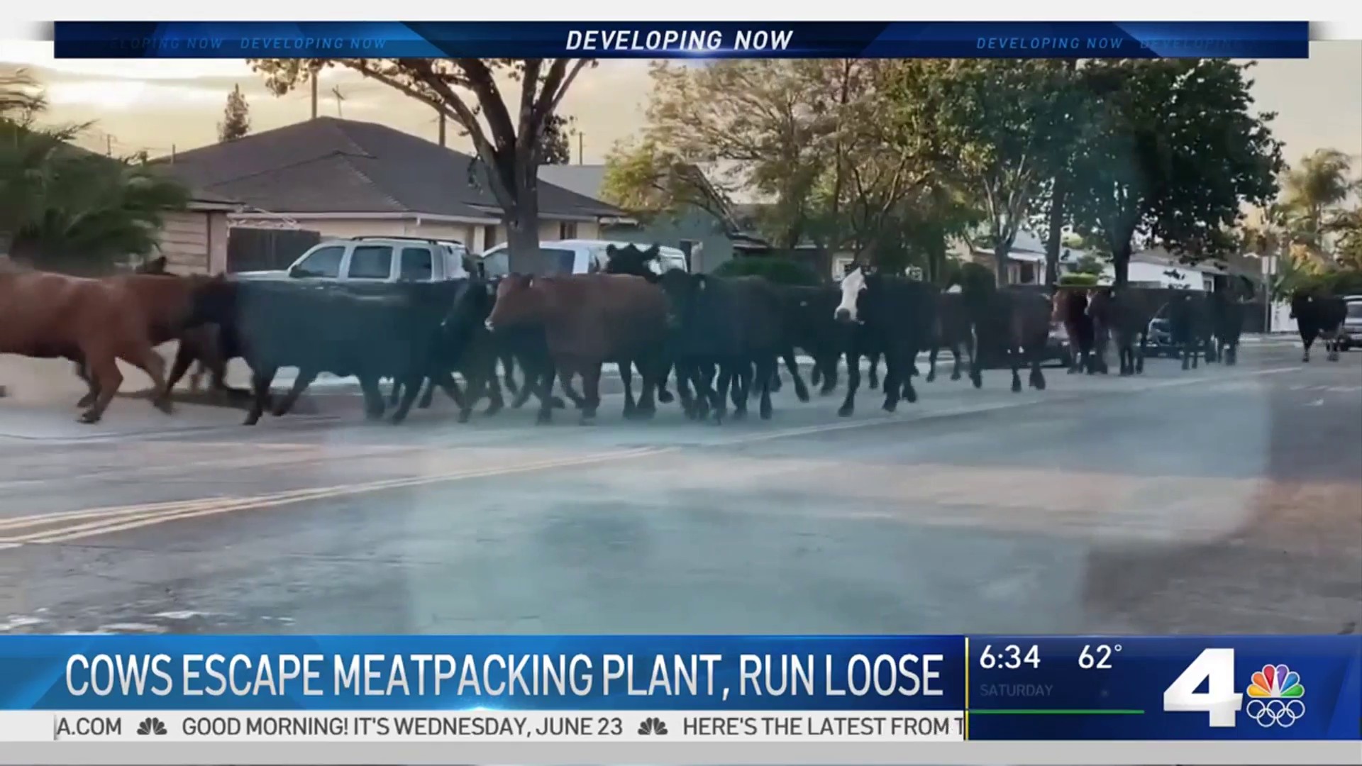 Forty Cows Stampede Through A Pico Rivera Neighborhood – NBC Los Angeles