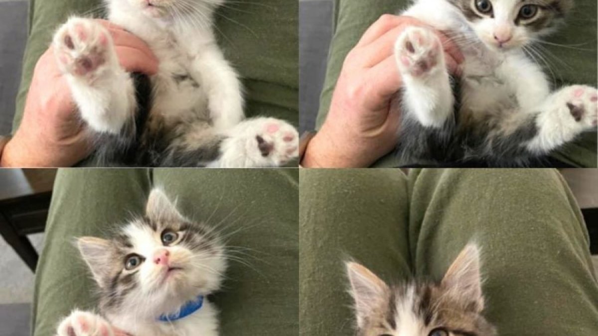 Animal Friends of the Valleys Shelter chosen as a 2021 Nonprofit of the  Year – NBC Los Angeles