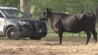 The last of 40 cows who escaped from a slaughterhouse is found in South el Monte.