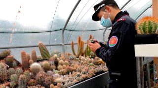 An Italian Carabinieri checks cacti in the greenhouse of a suspected cactus trafficker, in Senigallia, Italy