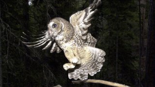 FILE - In this May 8, 2003, file photo, a Northern Spotted Owl flies after an elusive mouse jumping off the end of a stick in the Deschutes National Forest near Camp Sherman, Ore. A federal agency has enacted a plan to manage more than 2.2 million acres of land in western Oregon that would increase the potential timber harvest by as much as 37 percent. The plan immediately draws fire from both the wood-products industry and conservationists, with one group complaining that the new logging levels are still too low and another saying it endangers the Northern Spotted Owl and another protected bird.