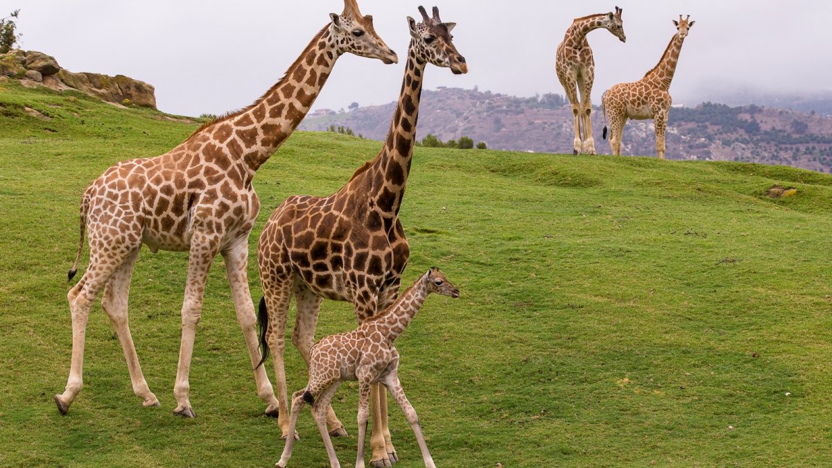 san diego safari park giraffe