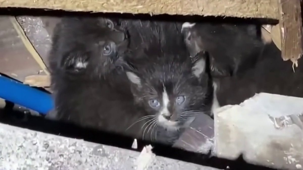 LAFD Firefighters Rescue Kittens Living Inside Burned Home – NBC Los ...