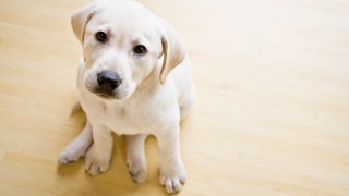 Puppy dog sitting on floor, looking up at camera