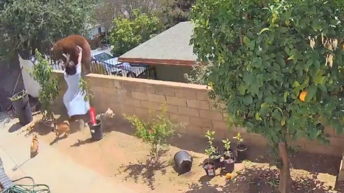 Watch Teen Pushes Bear Off Backyard Wall NBC Los Angeles