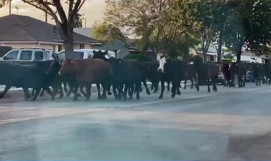 Cows Who Briefly Escaped Pico Rivera Slaughterhouse Killed – NBC