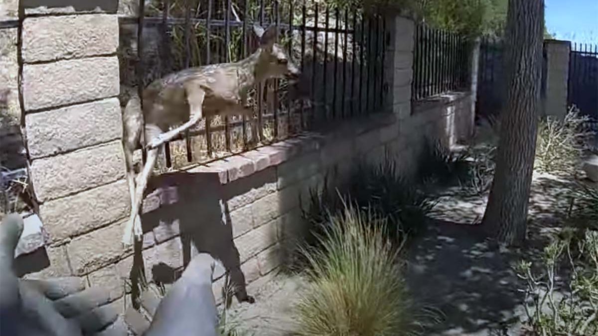 Glendale Officer Rescues Baby Deer Stuck in Fence – NBC Los Angeles
