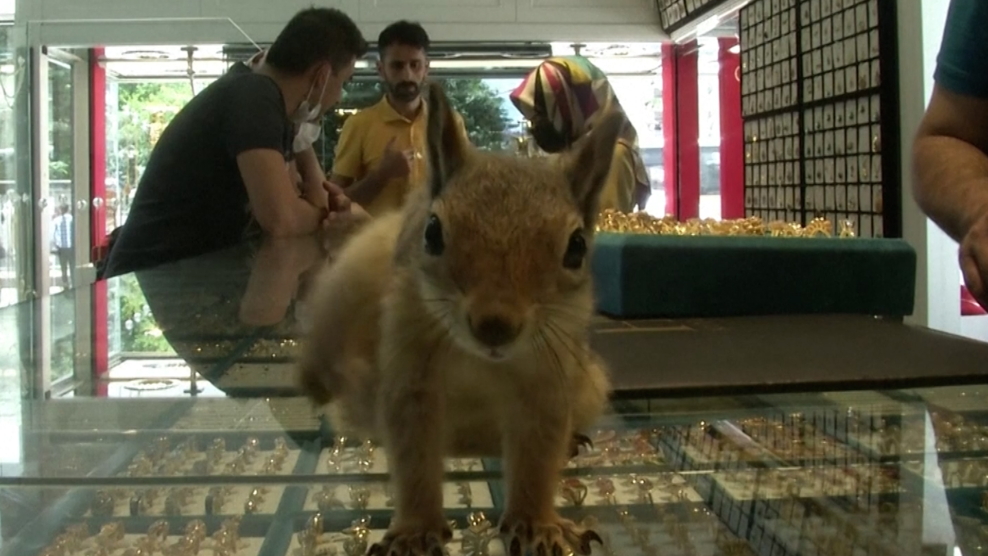 Squirrel Guards Cash Register – NBC Los Angeles