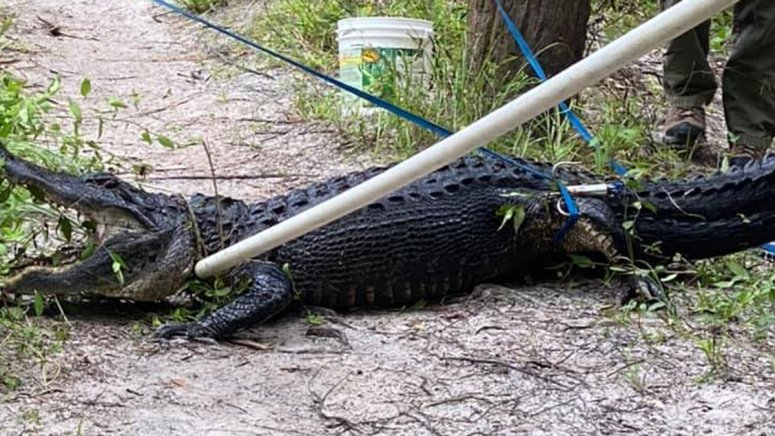 Man Seriously Injured in Florida Alligator Attack – NBC Los Angeles