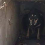 Good Samaritans Help Reunite Dog Stuck in Drainage Ditch With Owners - Vimarsana News