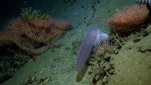 A purple pyrosome captured by a white sea anemone on Sept. 29, 2008