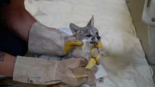 Gray Fox rescued by the San Diego Humane Society