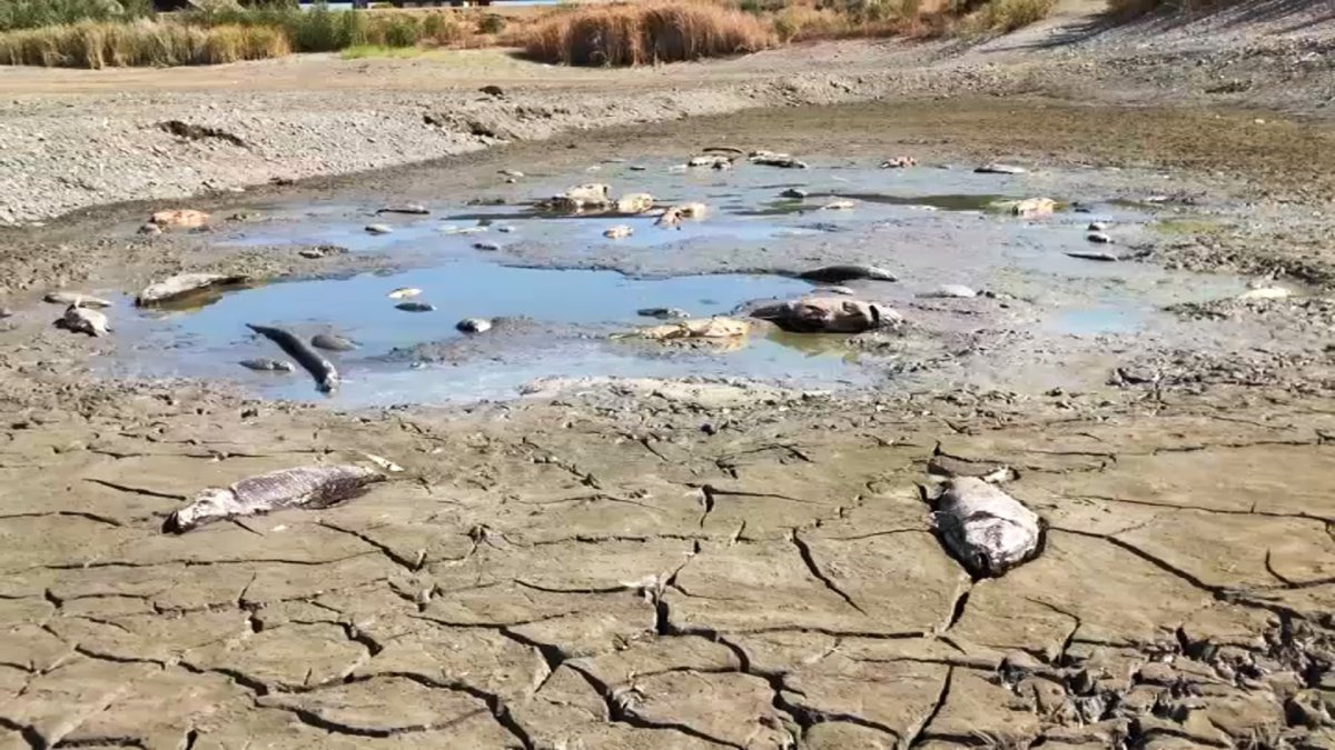 Several Dead Fish Spotted at South Bay Pond That’s Drying Up NBC Los