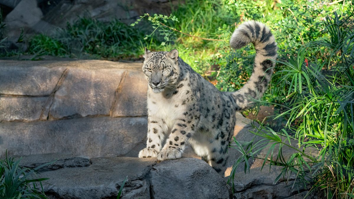 Snow Leopard at San Diego Zoo Tests Positive for Coronavirus NBC Los