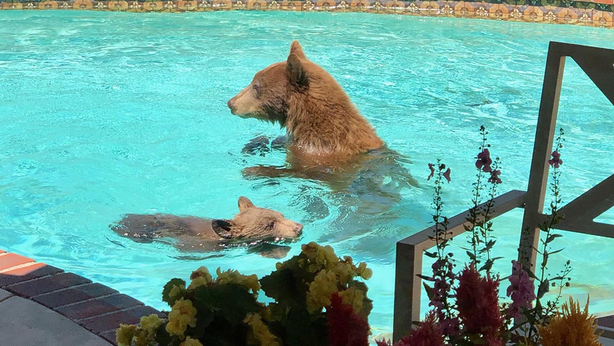 Watch Bear Cub and Mom Swim in Pool