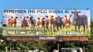 A billboard, paid for by a coalition of animal welfare organizations, honors cows that escaped from a slaughterhouse in Pico Rivera.