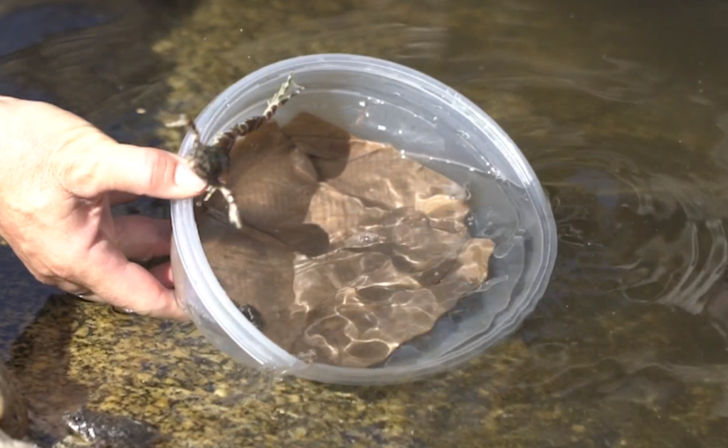 A tupperware container is held in the water while a frog leaps out.