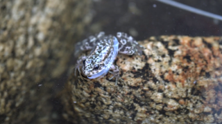 A mountain yellow-legged frog sits on a rock in the San Jacinto Mountains, after being released into the wild by scientists. The frogs are endangered.