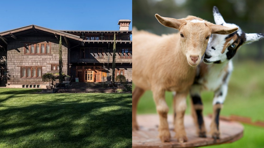 Goats To Amble By The Gamble House Nbc Los Angeles Goats Los Angeles Fair 2022