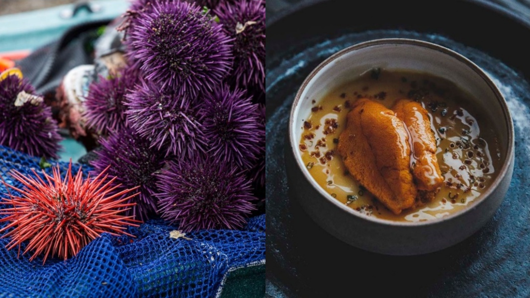 The Purple Urchin Fest to Debut Around the Mendocino Coast – NBC Los Angeles The Purple Urchin Fest to Debut Around the Mendocino Coast – NBC Los Angeles