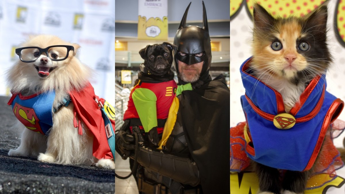 Dogs and Cats Are Superheroes at This Cute Cosplay Event – NBC Los Angeles