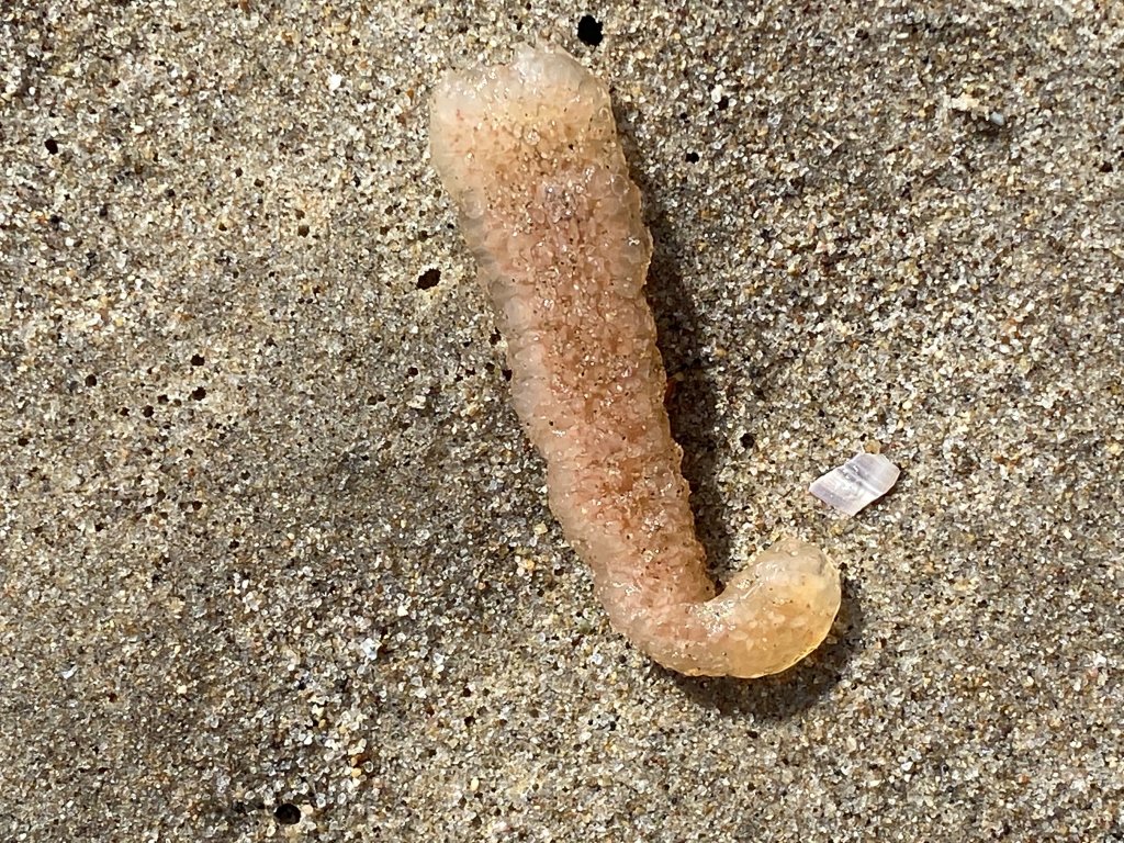 A pyrosome lies on a Santa Monica beach.