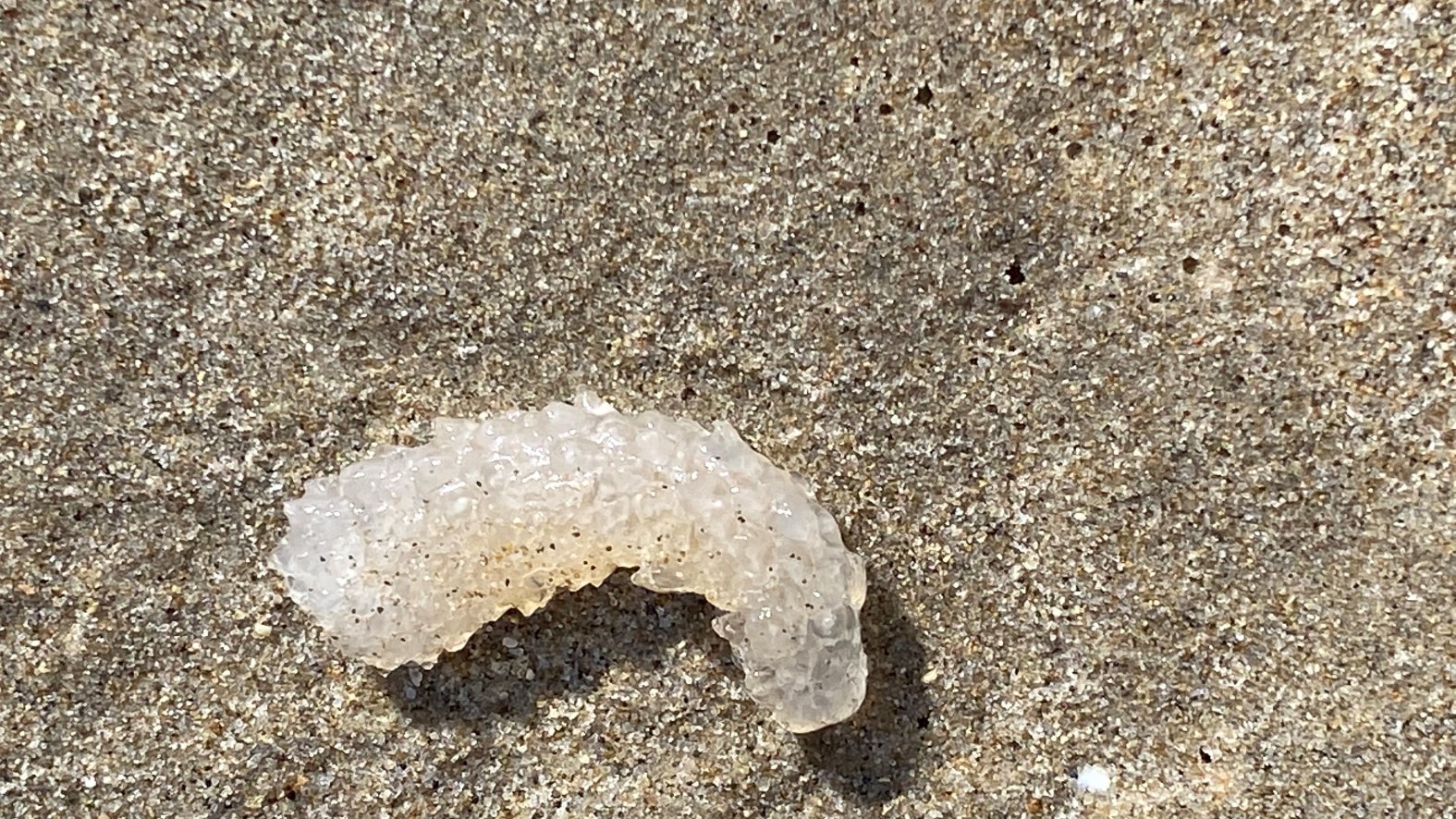 Pickle Creature Strange Sea Creatures Keep Washing Up On SoCal Beaches – NBC Los Angeles