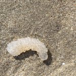 A small pyrosome, in the sand on a beach in Santa Monica. It looks like a large, thick gummy worm, translucent white and curved slightly. Pyrosomes are sea creatures that filter plankton while floating through the water.