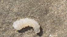 A small pyrosome, in the sand on a beach in Santa Monica. It looks like a large, thick gummy worm, translucent white and curved slightly. Pyrosomes are sea creatures that filter plankton while floating through the water.