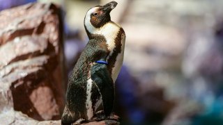 Deco, the New England Aquarium's 40-year-old African penguin
