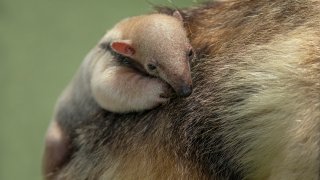 SAN DIEGO (Aug. 6, 2021) – San Diego Zoo Wildlife Alliance is proud to announce the birth of a southern tamandua (pronounced tuh MAN deh wah) pup at the San Diego Zoo Safari Park. The female pup, yet to be named, was born July 21 to first-time tamandua parents, Cora and Fernando. Wildlife care specialists report the pup is healthy, and Cora is being a very good mother—nursing, cleaning and grooming her baby, and giving her constant attention.